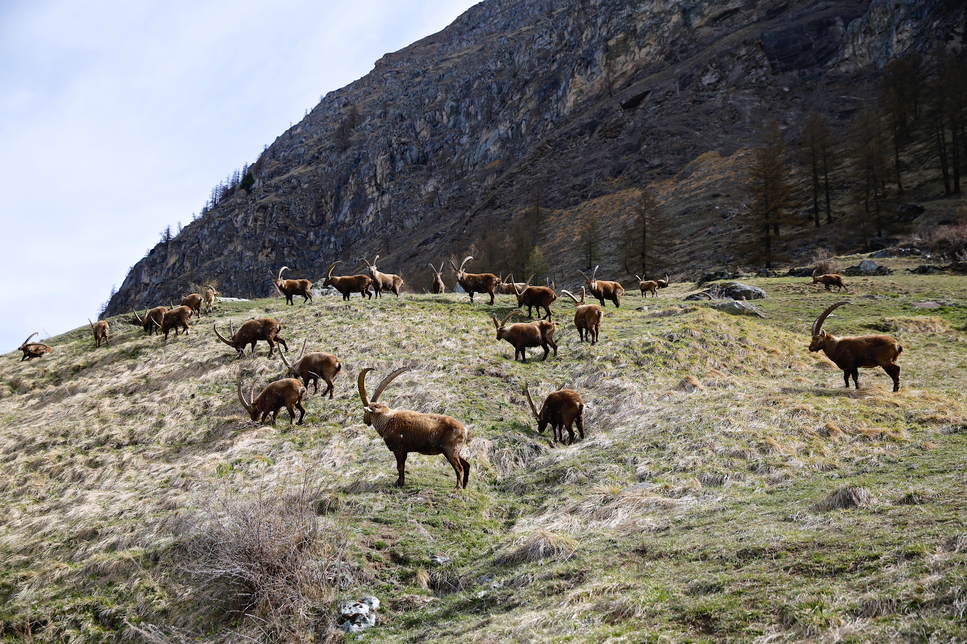 Federparchi e Fondazione UNA insieme per le specie protette Federparchi e Fondazione UNA insieme per le specie protette