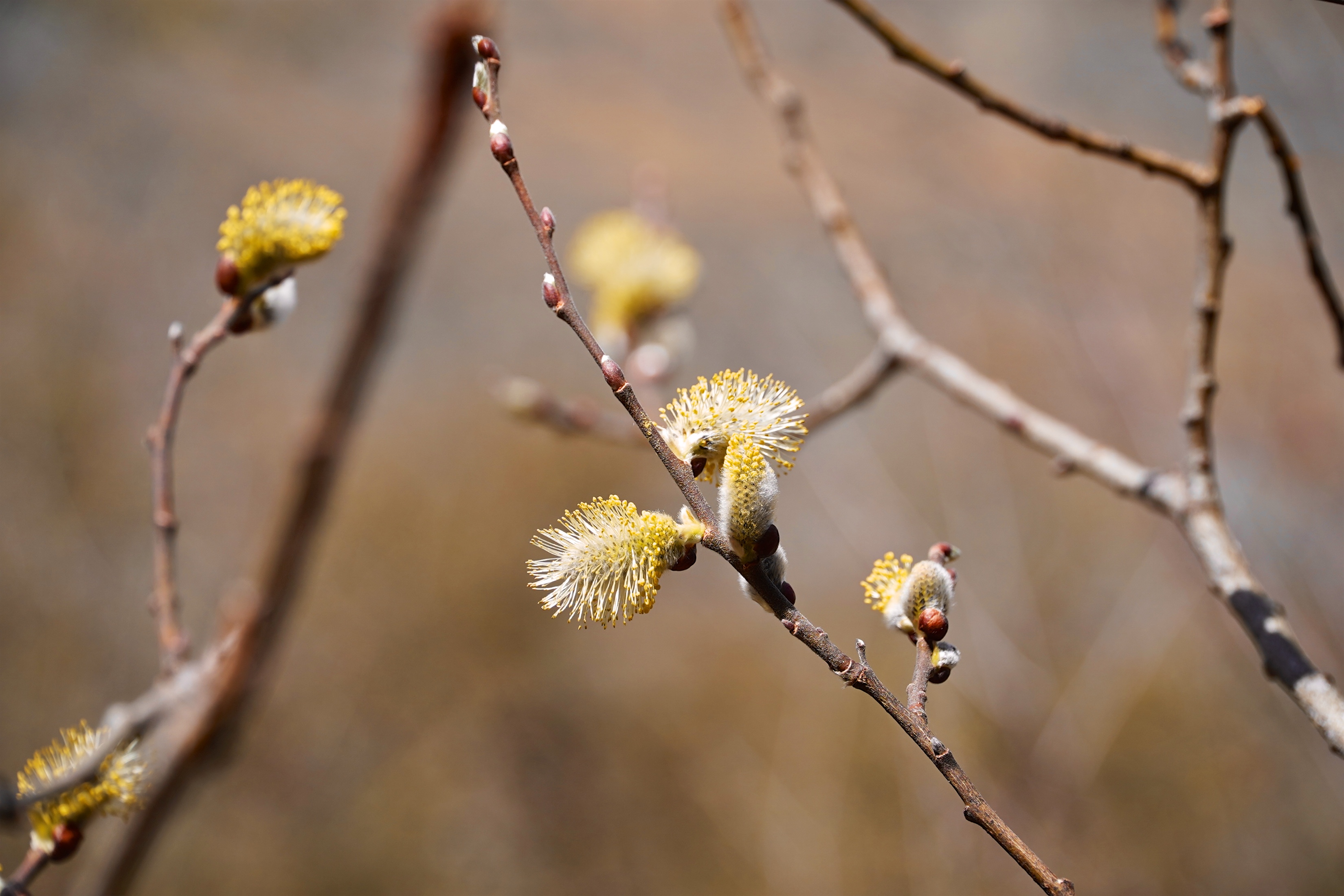 Federparchi e Fondazione UNA insieme per le specie protette Federparchi e Fondazione UNA insieme per le specie protette