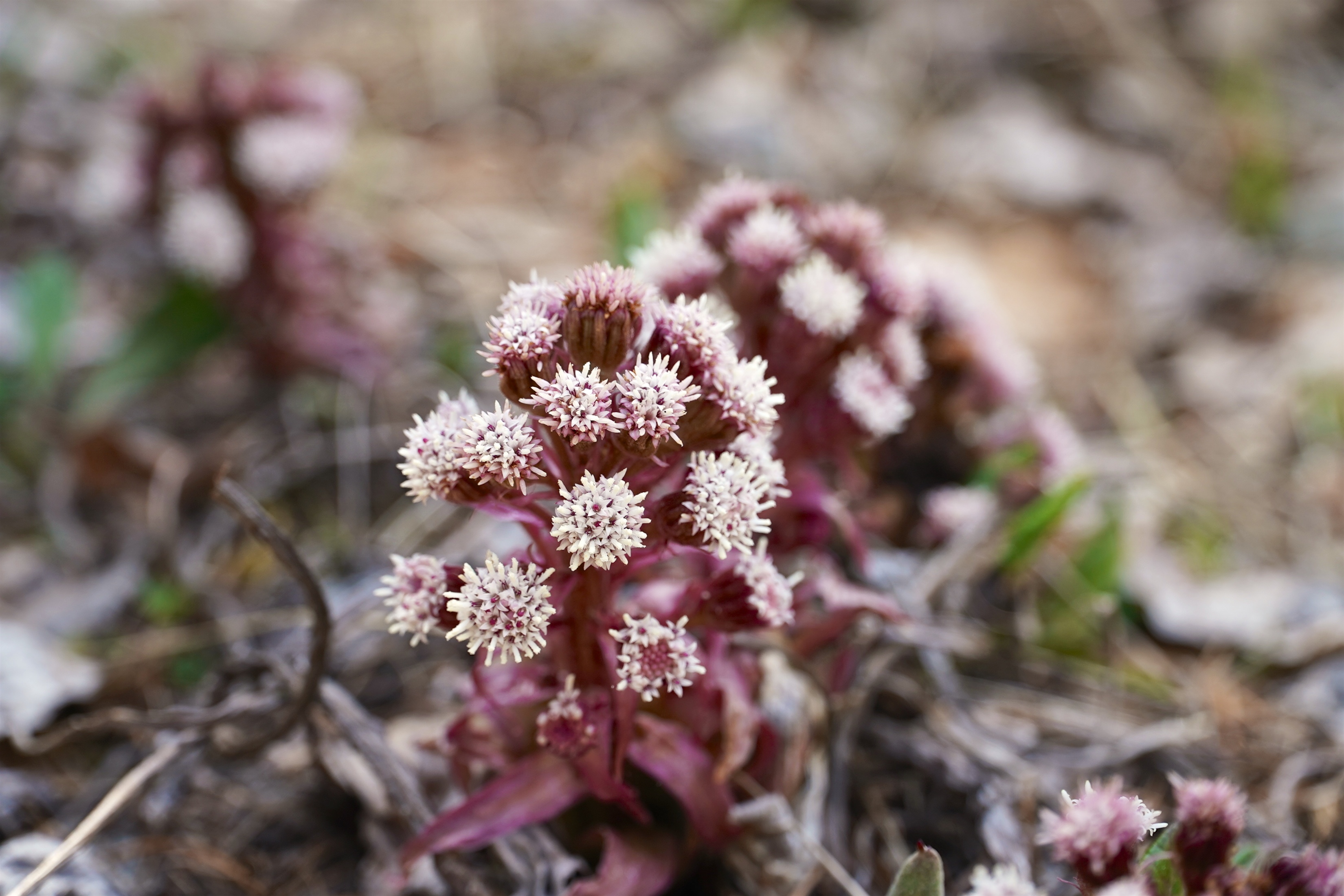 Federparchi e Fondazione UNA insieme per le specie protette Federparchi e Fondazione UNA insieme per le specie protette