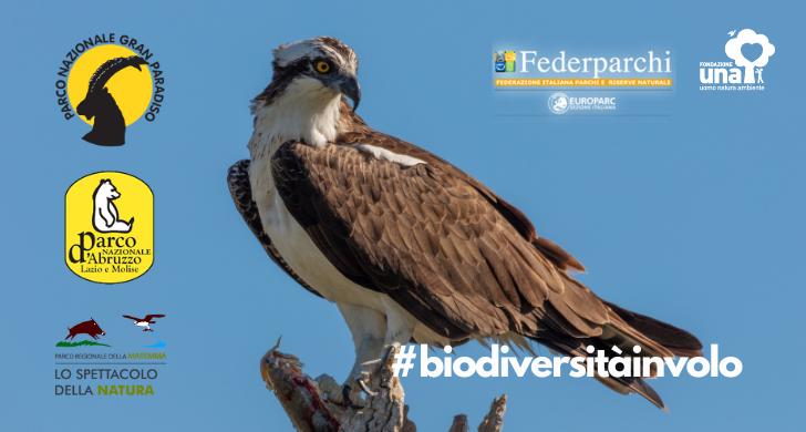#biodiversitàinvolo #biodiversitàinvolo