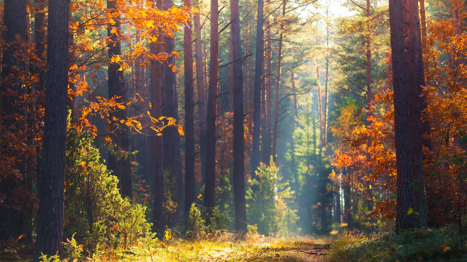 Fondazione UNA in ascolto di Padre Buonamano in occasione del 4 ottobre, giorno di San Francesco Fondazione UNA in ascolto di Padre Buonamano in occasione del 4 ottobre, giorno di San Francesco