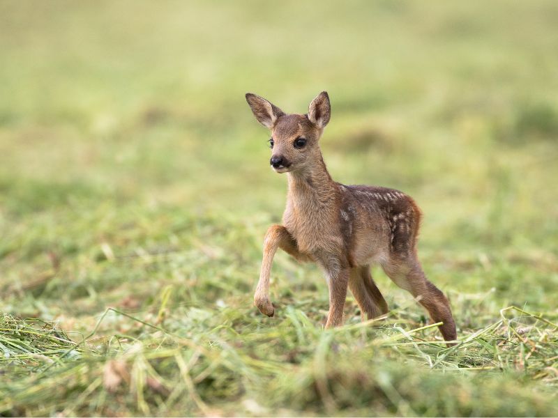 Chi è e come riconoscere un cerbiatto
