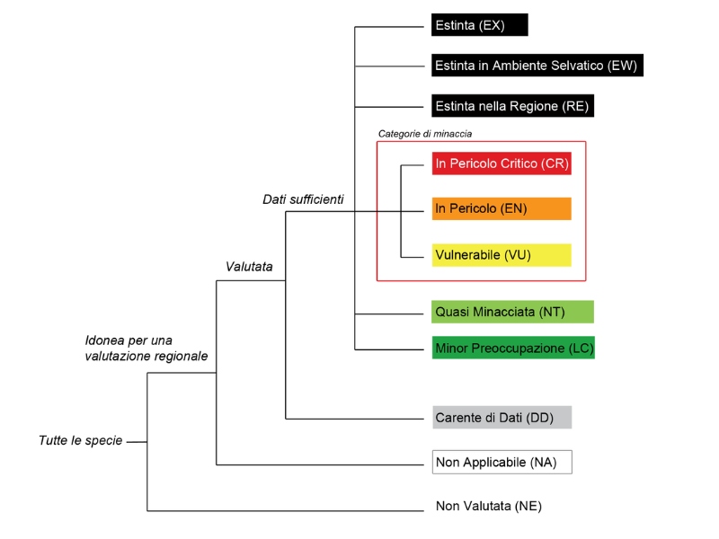 Schema-valutazione-rischio-estinzione Animali in via di estinzione: quali criteri lo stabiliscono
