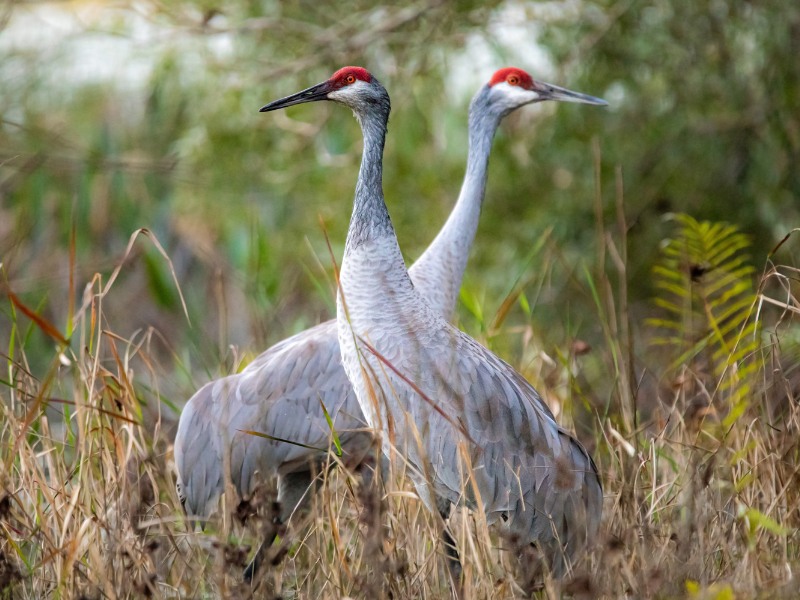 UNA-gru-cenerina-estinta Animali in via di estinzione in Italia