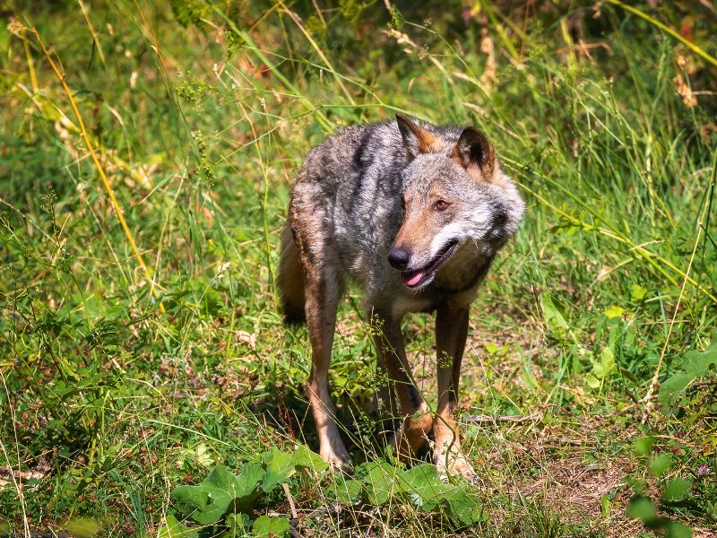 Status legale e di conservazione del lupo Italico