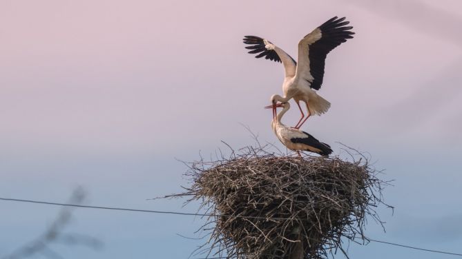 Quali animali non si possono cacciare in Italia?