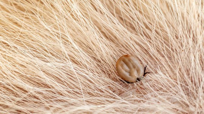 Quali zoonosi possono trasmettere gli animali selvatici?