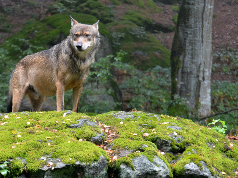 Verso una revisione delle linee-guida per il lupo in Italia