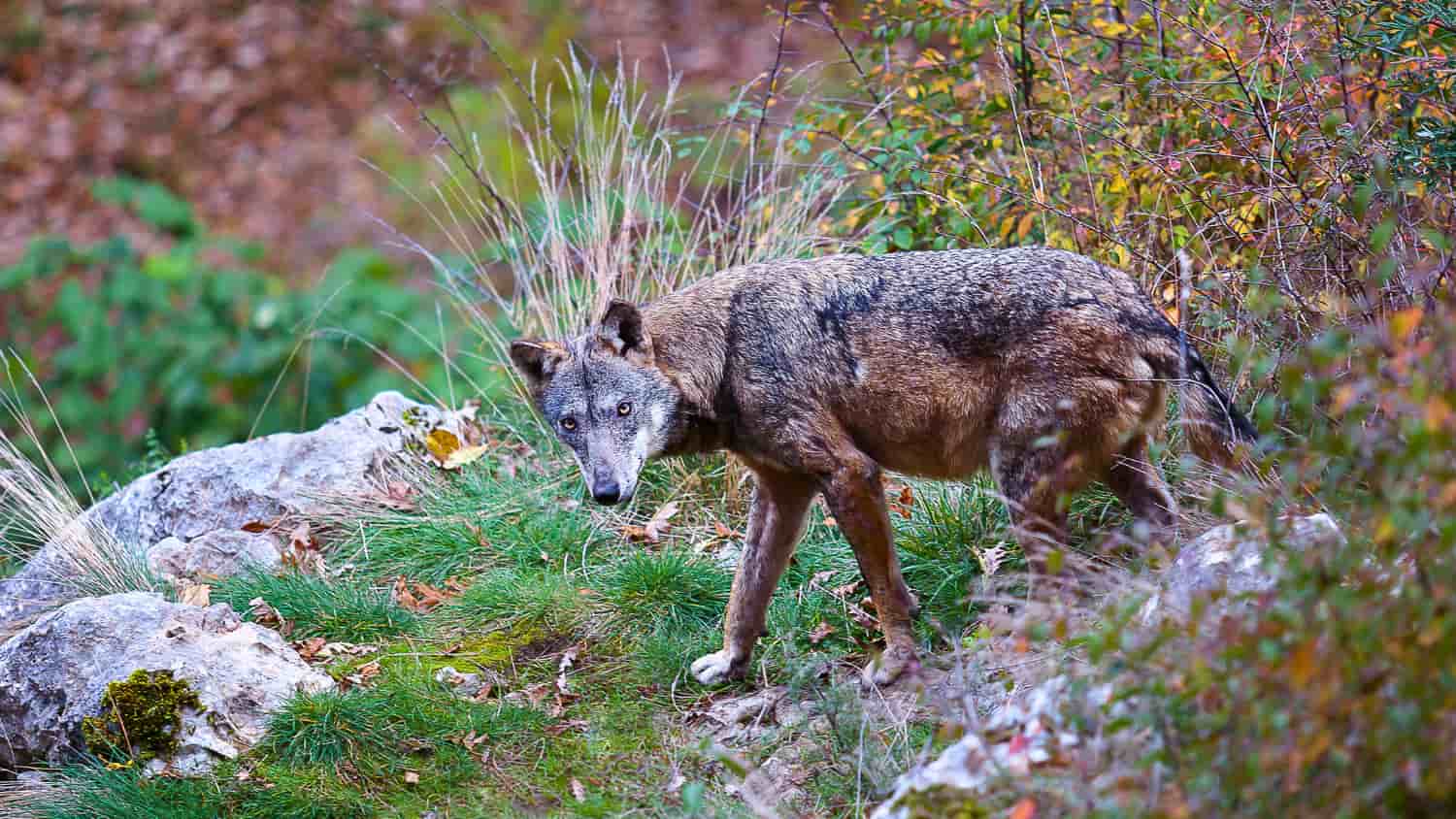 Gestione dei lupi in Italia: chiariamo la situazione Gestione dei lupi in Italia: chiariamo la situazione