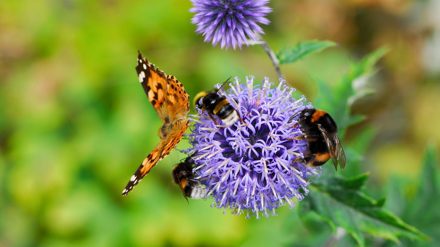 Insetti impollinatori, il loro ruolo nella natura Insetti impollinatori, il loro ruolo nella natura