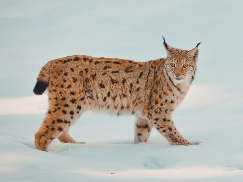 dove-abita-la-lince Dove abita la lince?