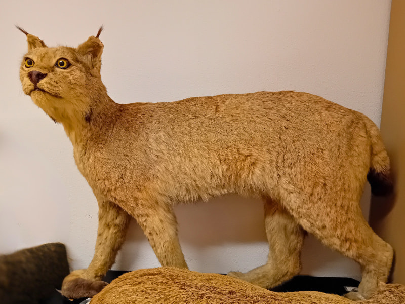 I progetti di conservazione nei giardini zoologici