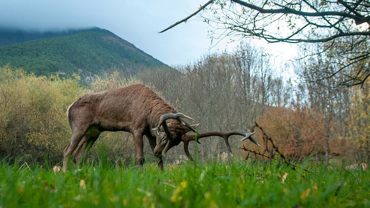 Che animali trovare in Valcamonica? Quali animali troviamo in Valcamonica