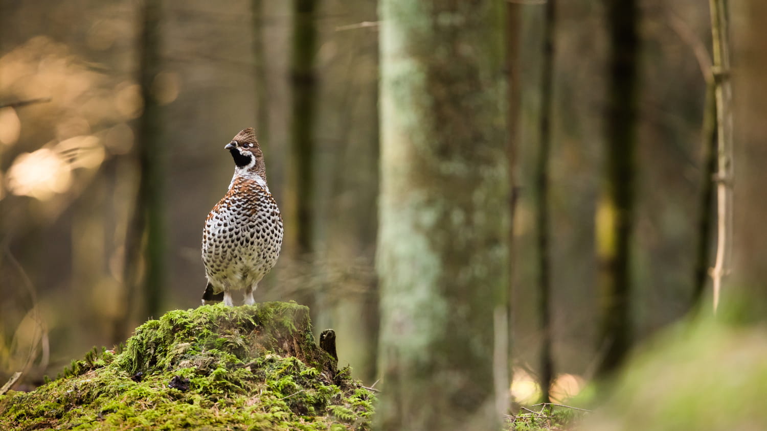 Cosa è il francolino di monte e dove trovarlo? Cosa è il francolino di monte e dove trovarlo?