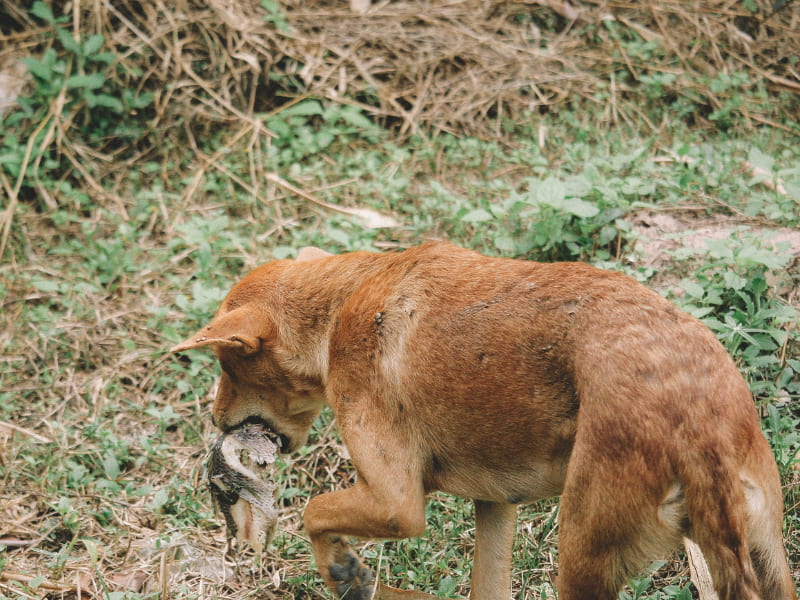 cane-randagio Il randagismo in Italia